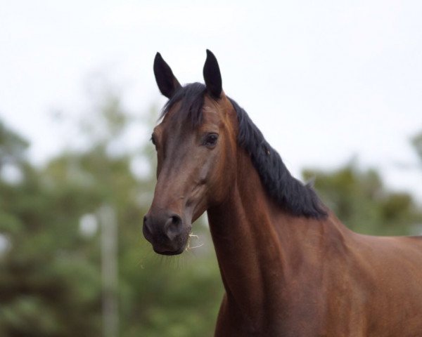 jumper Amurath 17 (German Sport Horse, 2010, from Alcatel)