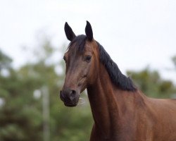 jumper Amurath 17 (German Sport Horse, 2010, from Alcatel)