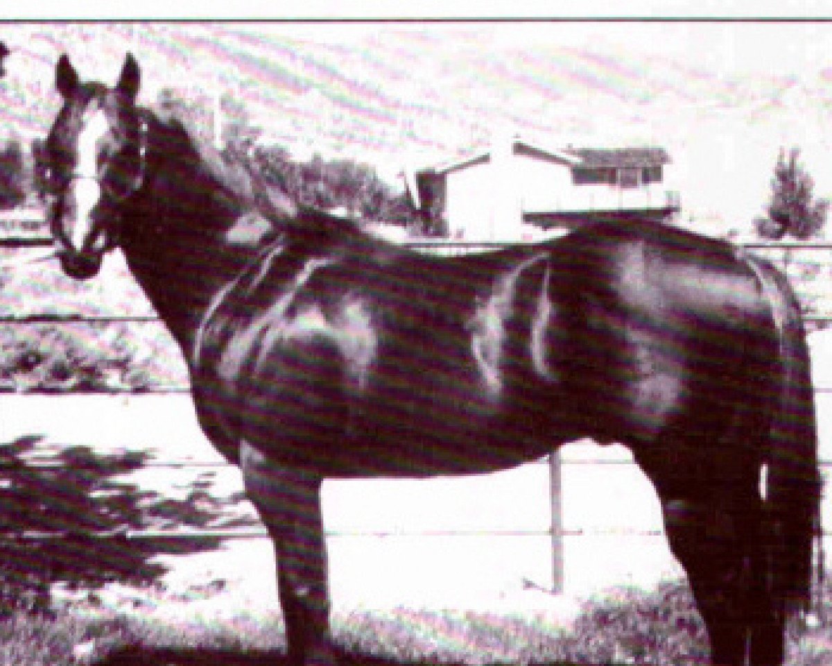 stallion Jet Paul (Quarter Horse, 1974, from Jet Smooth)