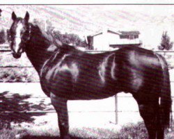 Deckhengst Jet Paul (Quarter Horse, 1974, von Jet Smooth)