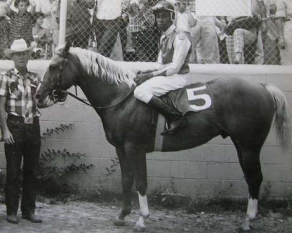 stallion Gold Pacific (Quarter Horse, 1958, from Gold King Bailey)