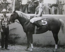 Deckhengst Gold Pacific (Quarter Horse, 1958, von Gold King Bailey)