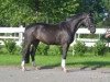 dressage horse Finley 103 (Hanoverian, 2014, from Foundation 2)