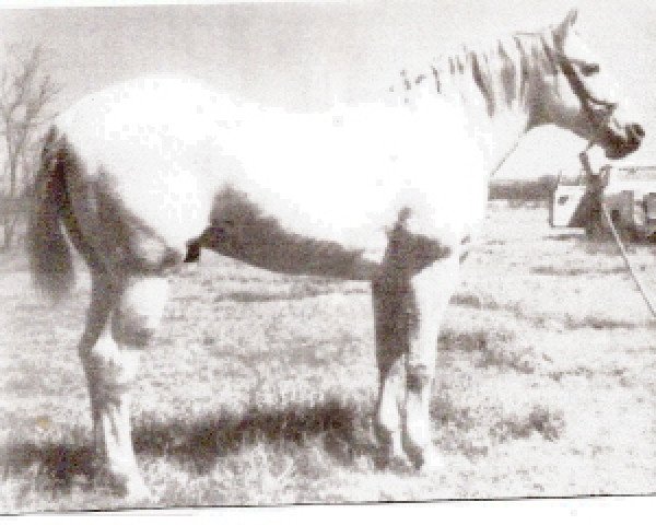 stallion Grey Badger II (Quarter Horse, 1941, from Midnight Jr.)