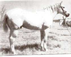 stallion Grey Badger II (Quarter Horse, 1941, from Midnight Jr.)