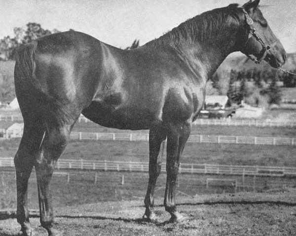 stallion Vandy xx (Thoroughbred, 1943, from Going Light xx)