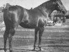 stallion Vandy xx (Thoroughbred, 1943, from Going Light xx)