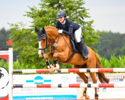 jumper Bünteeichen Navito (German Riding Pony, 2006, from Navajo)