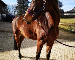 dressage horse Don Bosco G (Westphalian, 2005, from Donnerlord)