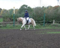 Springpferd Little Joe (Deutsches Reitpony, 2004)