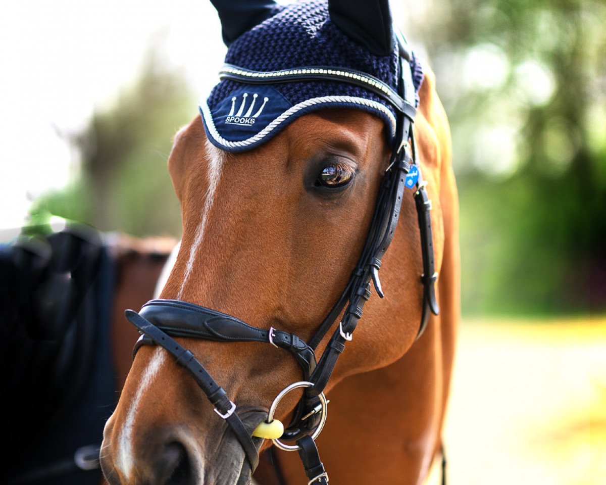 Springpferd Farao 19 (KWPN (Niederländisches Warmblut), 2010, von Zazou R)