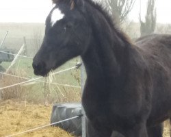 broodmare Cara Corona (Hanoverian, 2018, from Cadeau Noir)