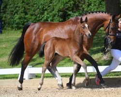 broodmare Rosalie 142 (Bavarian, 2005, from Lagranno)