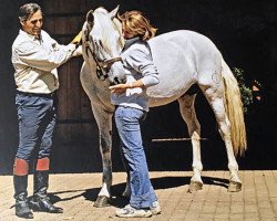 stallion Presumido XXXVII (Pura Raza Espanola (PRE), 1993, from Gladiador II)