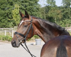 broodmare Darling Lou (Hanoverian, 2014, from Danciano)