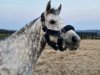 broodmare Derrylough Fancy Lady (Connemara Pony, 2008, from Corrib Prince)