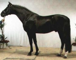 stallion Dolomit DH 314 (Danish Warmblood, 1979, from Donauwind)