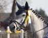 jumper Luca Toni 30 (German Sport Horse, 2010, from Lancado)