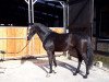 dressage horse Bella (Hanoverian, 2016, from Bon Coeur)