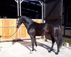 dressage horse Bella (Hanoverian, 2016, from Bon Coeur)