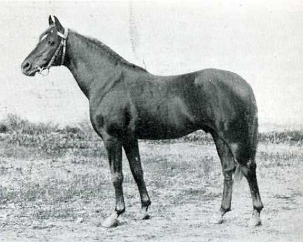 stallion Nibeh DB (Arabian purebred, 1906)