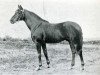 stallion Nibeh DB (Arabian thoroughbred, 1906)
