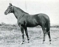 stallion Nibeh DB (Arabian purebred, 1906)