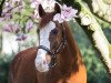 dressage horse Rayman Junior (German Warmblood, 2006, from Rebell Junior)