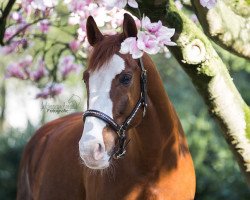 dressage horse Rayman Junior (German Warmblood, 2006, from Rebell Junior)