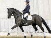 dressage horse L' Occitano (Hanoverian, 2014, from Londontime)