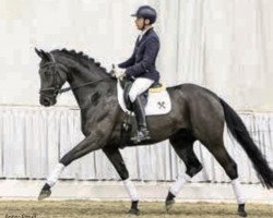 dressage horse L' Occitano (Hanoverian, 2014, from Londontime)