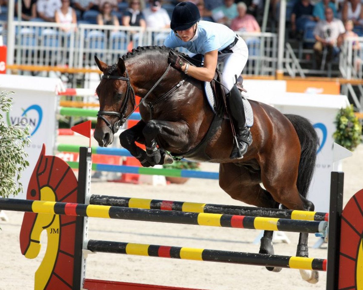 stallion Chellthago Z (Zangersheide riding horse, 2002, from Chellano Z)