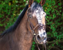 Springpferd Captain Swarovski (Oldenburger, 2014, von Chico's Boy)