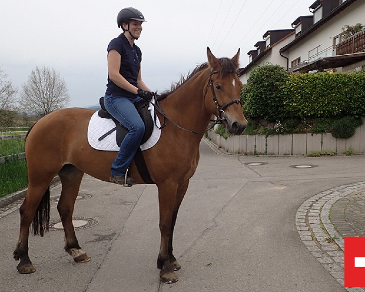 Pferd Stute von Calvaro x Cascadeur (Freiberger, 2013, von Calvaro CH)