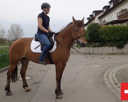 horse Stute von Calvaro x Cascadeur (Freiberger, 2013, from Calvaro CH)