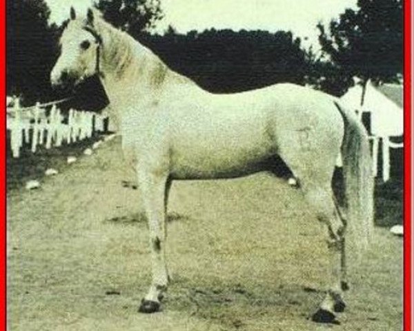Deckhengst Damasco III ox (Vollblutaraber, 1942, von Gandhy ox)
