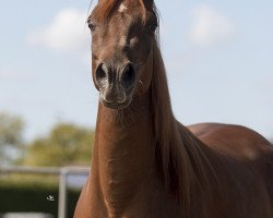 Pferd Stute von Shaikeel x Ibn Barrada (Vollblutaraber, 2015, von Shaikeel EAO)