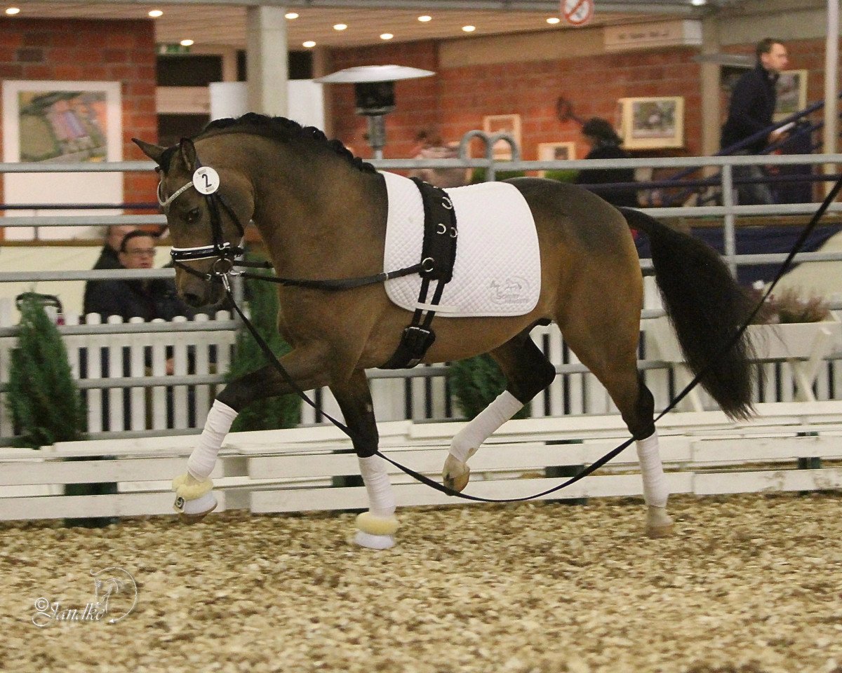 Deckhengst Dance de Luxe (Deutsches Reitpony, 2014, von Dance Star AT NRW)