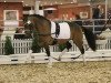 stallion Dance de Luxe (German Riding Pony, 2014, from Dance Star AT)