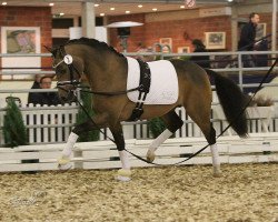 Deckhengst Dance de Luxe (Deutsches Reitpony, 2014, von Dance Star AT)