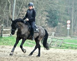 dressage horse Olala 37 (German Riding Pony, 1999, from Ombre)