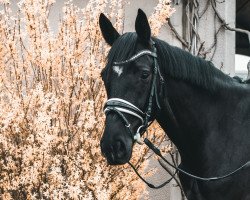 dressage horse Queen Mary 23 (Hanoverian, 2013, from Quaterhall)