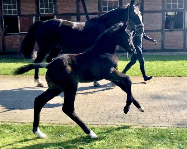 jumper Caloubet ZD (Holsteiner, 2019, from Clarimo Ask)