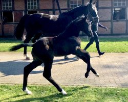 jumper Caloubet ZD (Holsteiner, 2019, from Clarimo Ask)