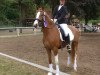 dressage horse Chiccolino 13 (German Riding Pony, 2015, from Crazy Dynamic JK)