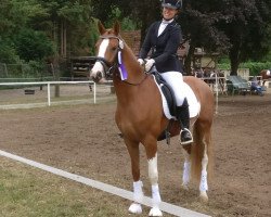 Dressurpferd Chiccolino 13 (Deutsches Reitpony, 2015, von Crazy Dynamic JK)