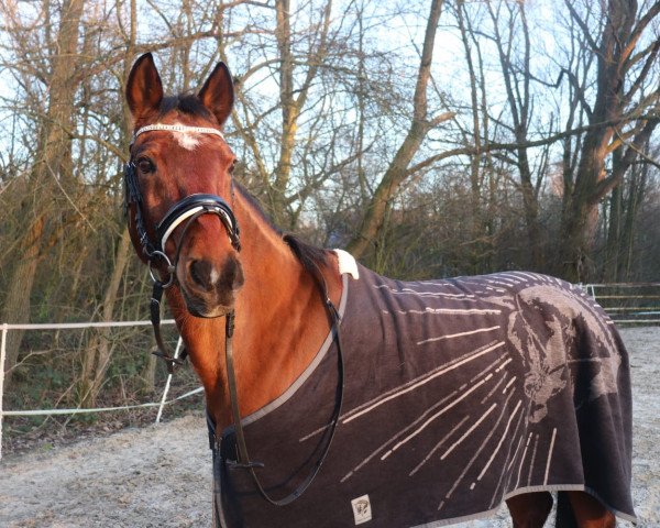 dressage horse Naimo Nando (German Warmblood, 2004, from Heidbergs Nancho Nova)