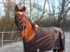 dressage horse Naimo Nando (German Warmblood, 2004, from Heidbergs Nancho Nova)