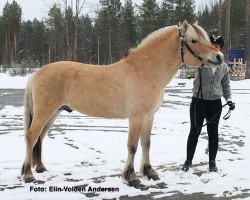 Pferd Myklemo Baronen (Fjordpferd, 2018, von Alme Baronen)