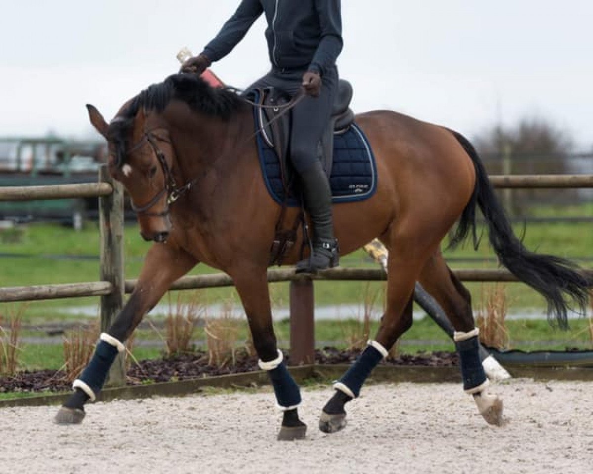 jumper Fort Lauderdale W (Trakehner, 2012, from Cornus)